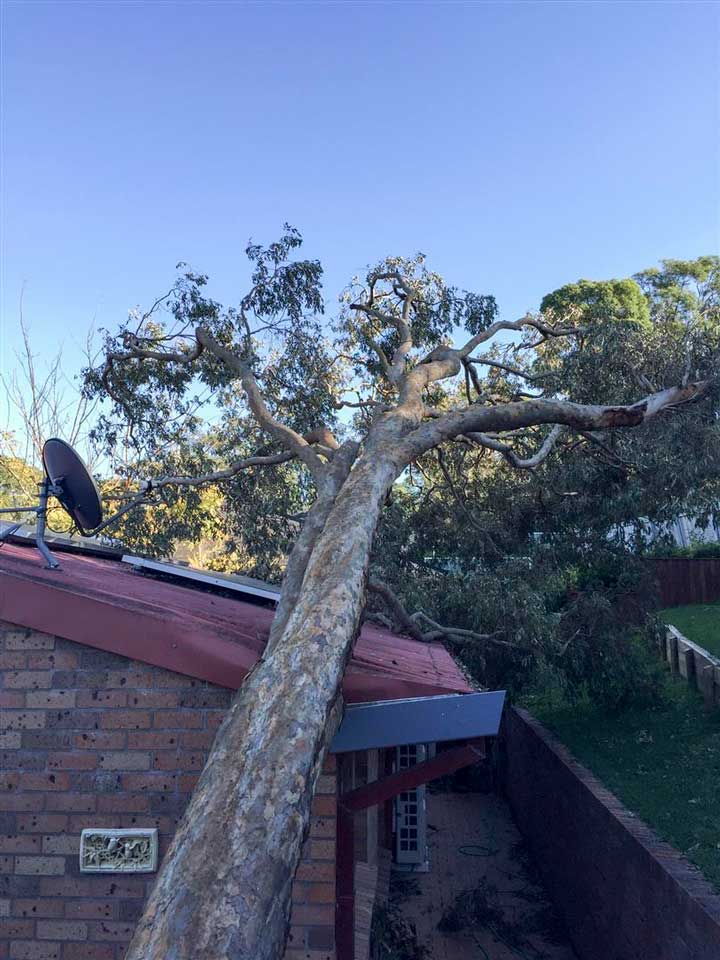 Professional arborist at work