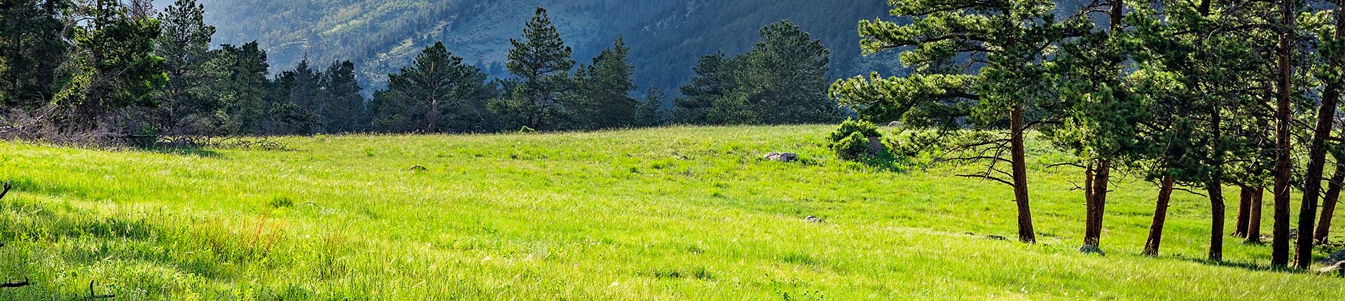 Tree service background