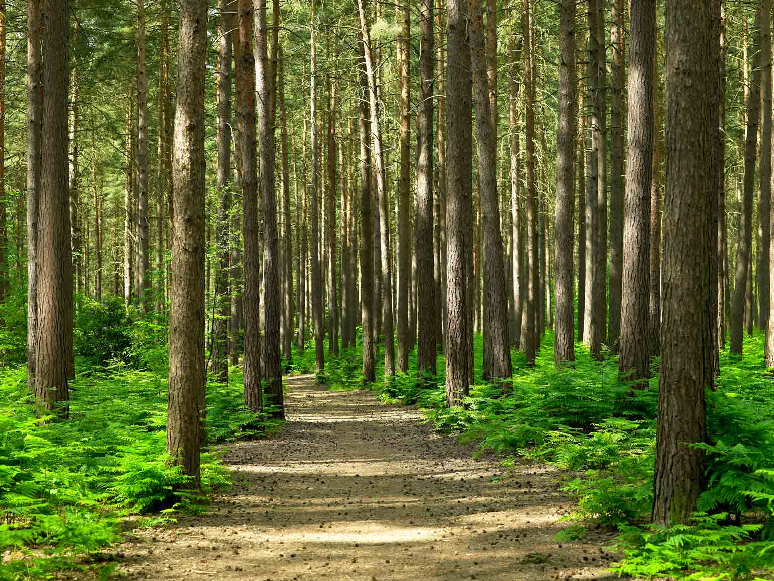 Walton's Tree Care - Professional tree services