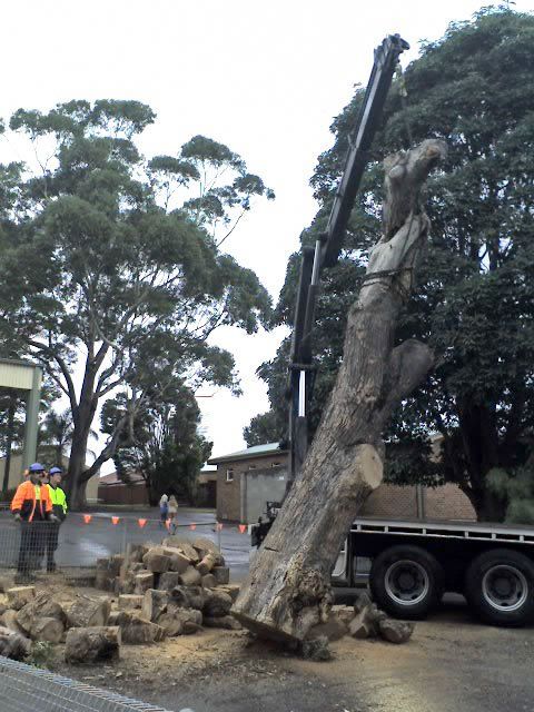 Commercial tree work at Woonona Public School