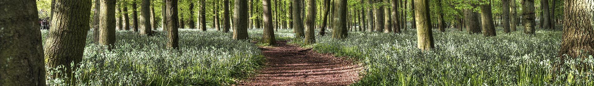 About Walton's Tree Care