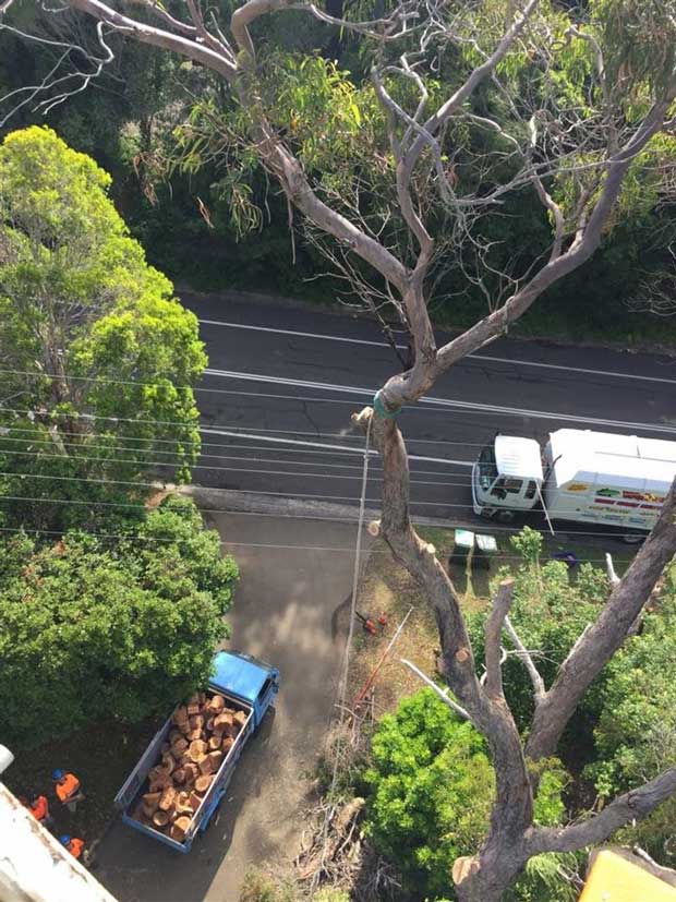 Walton's Tree Care team at work